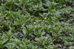 Creeping waterprimrose